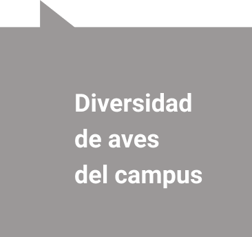 btn diversidad aves