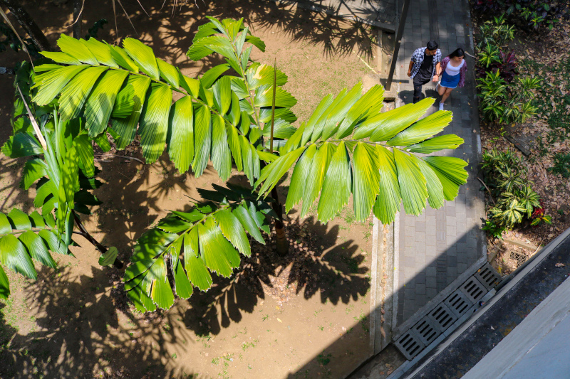 Arboretum y Palmetum